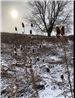 Winter Morning at Ganondagan sun on thistle by Jill Cadogan