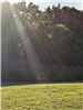 Kassandra Doyle, Deer in Lehigh Crossing Park, sun shining through trees