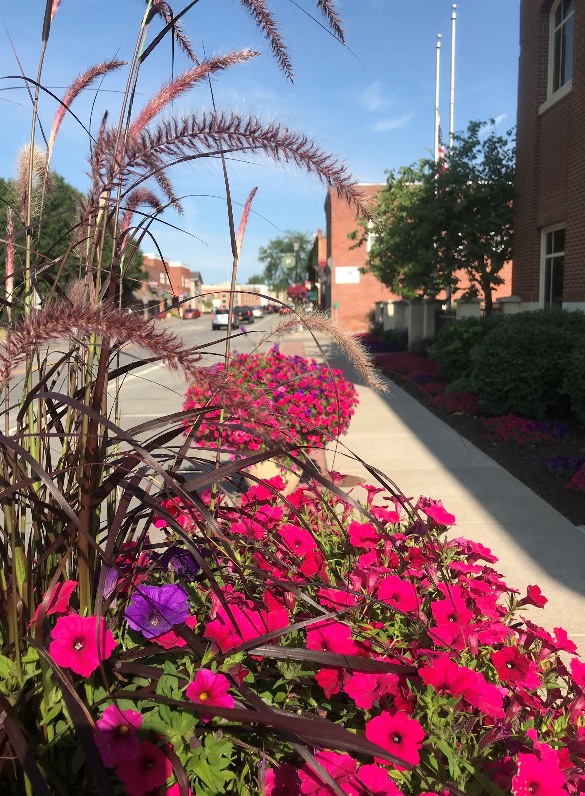 Flower Pot on main street looking through flowers