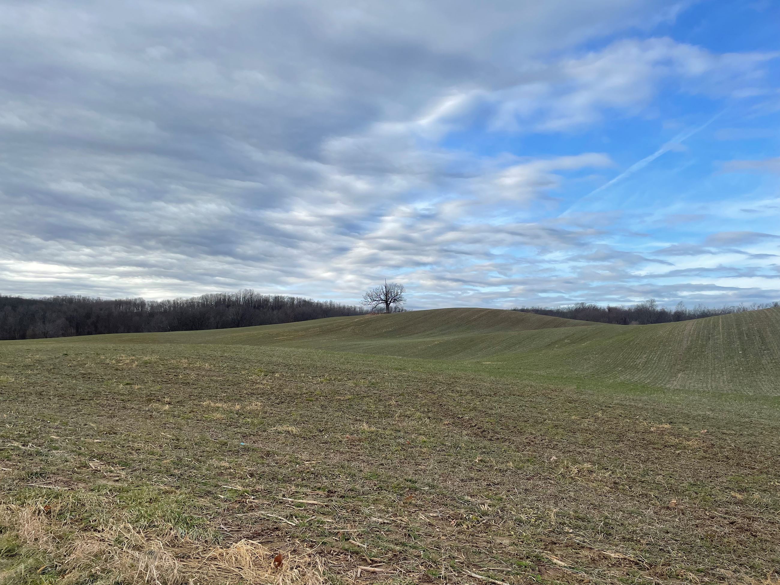 Lone Tree in Field on Strong Road