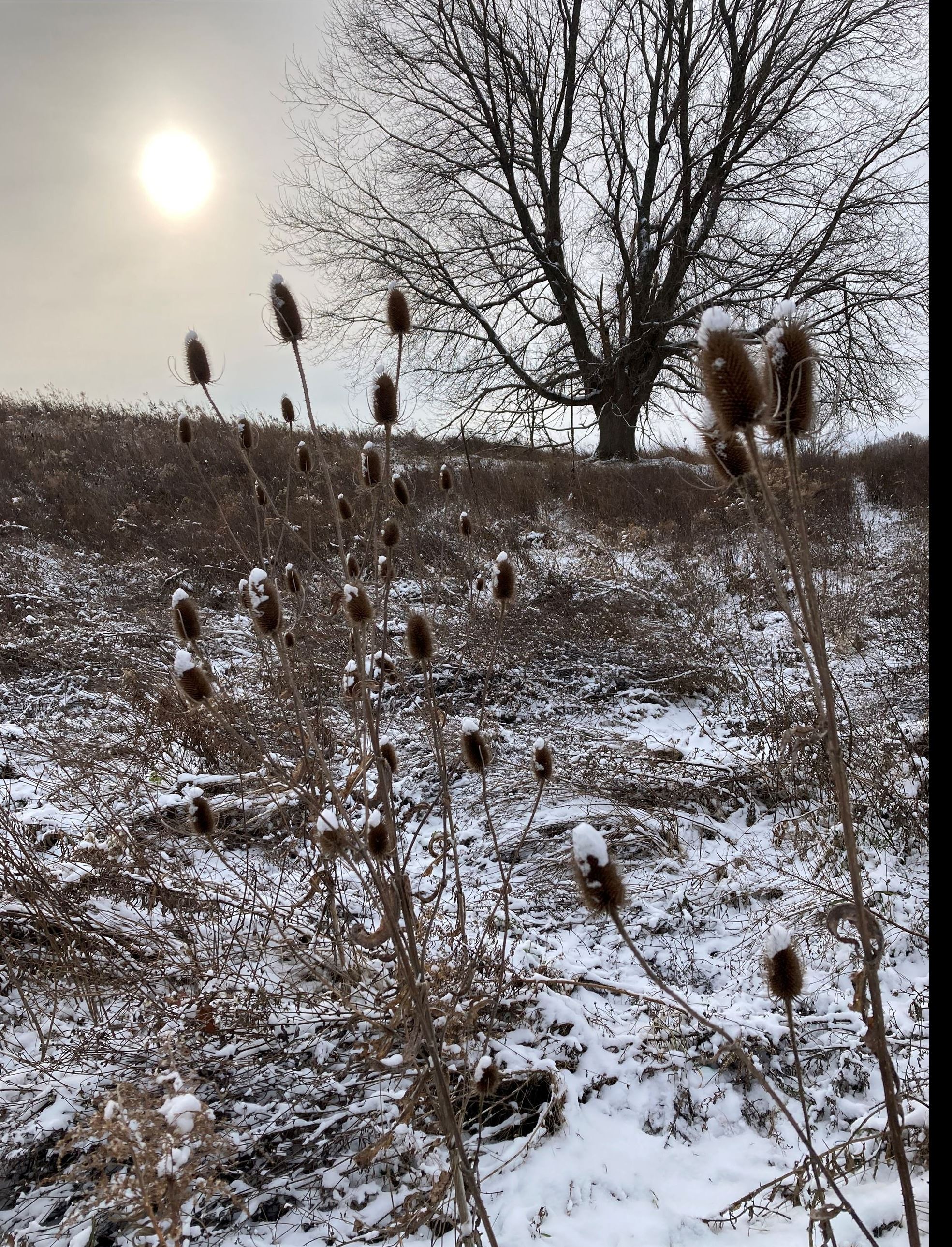 Winter Morning at Ganondagan sun on thistle by Jill Cadogan