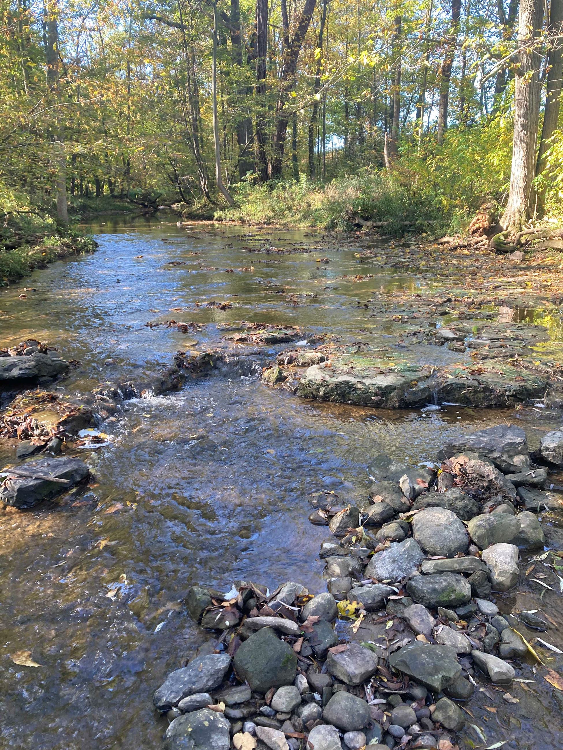  stream through woods with rocks Trout Brook Trail at Ganondagan by Jill Cadogan