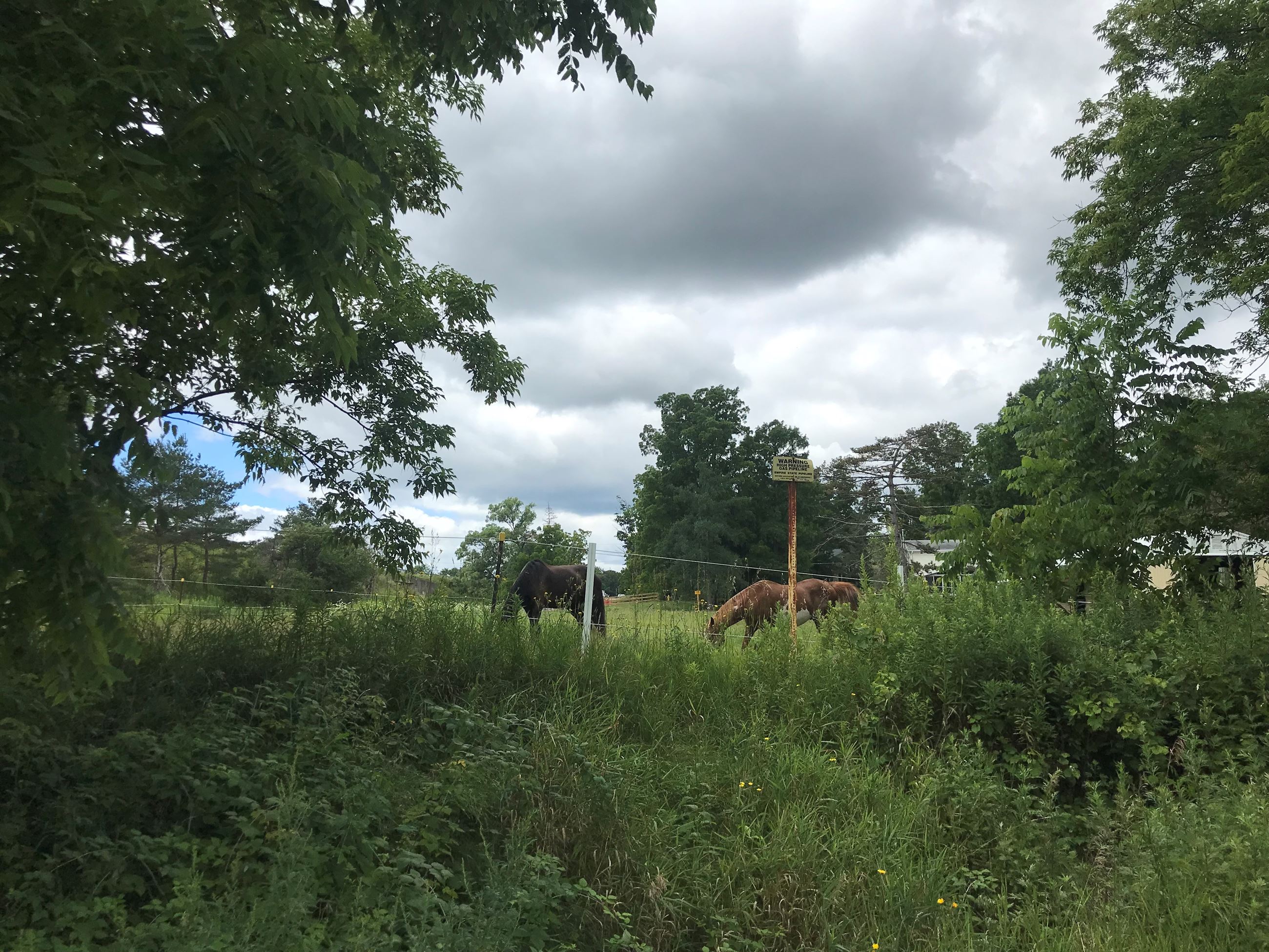 Auburn Trail Horses by Kim Reese
