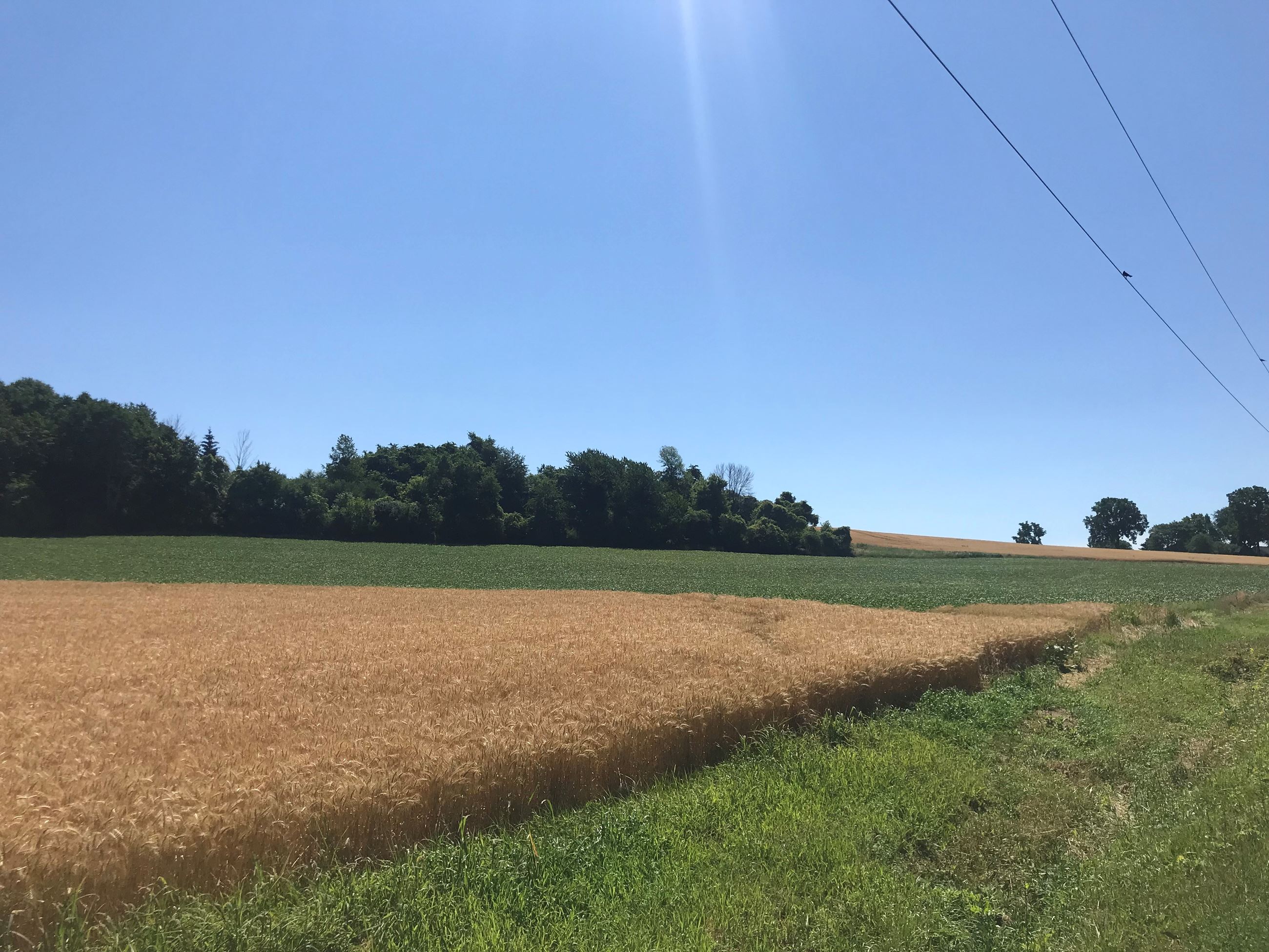 Blazey Road Fields by Kim Reese