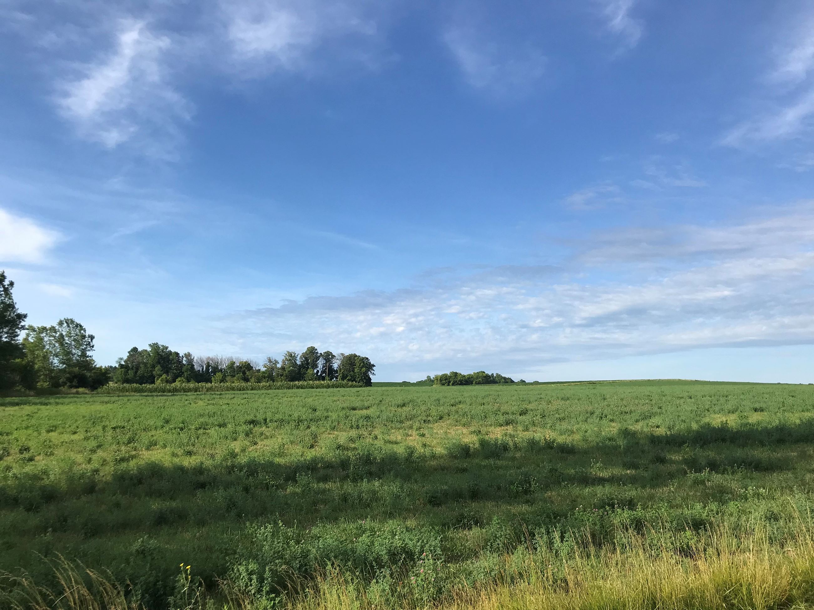 Cherry Street Field by Kim Reese