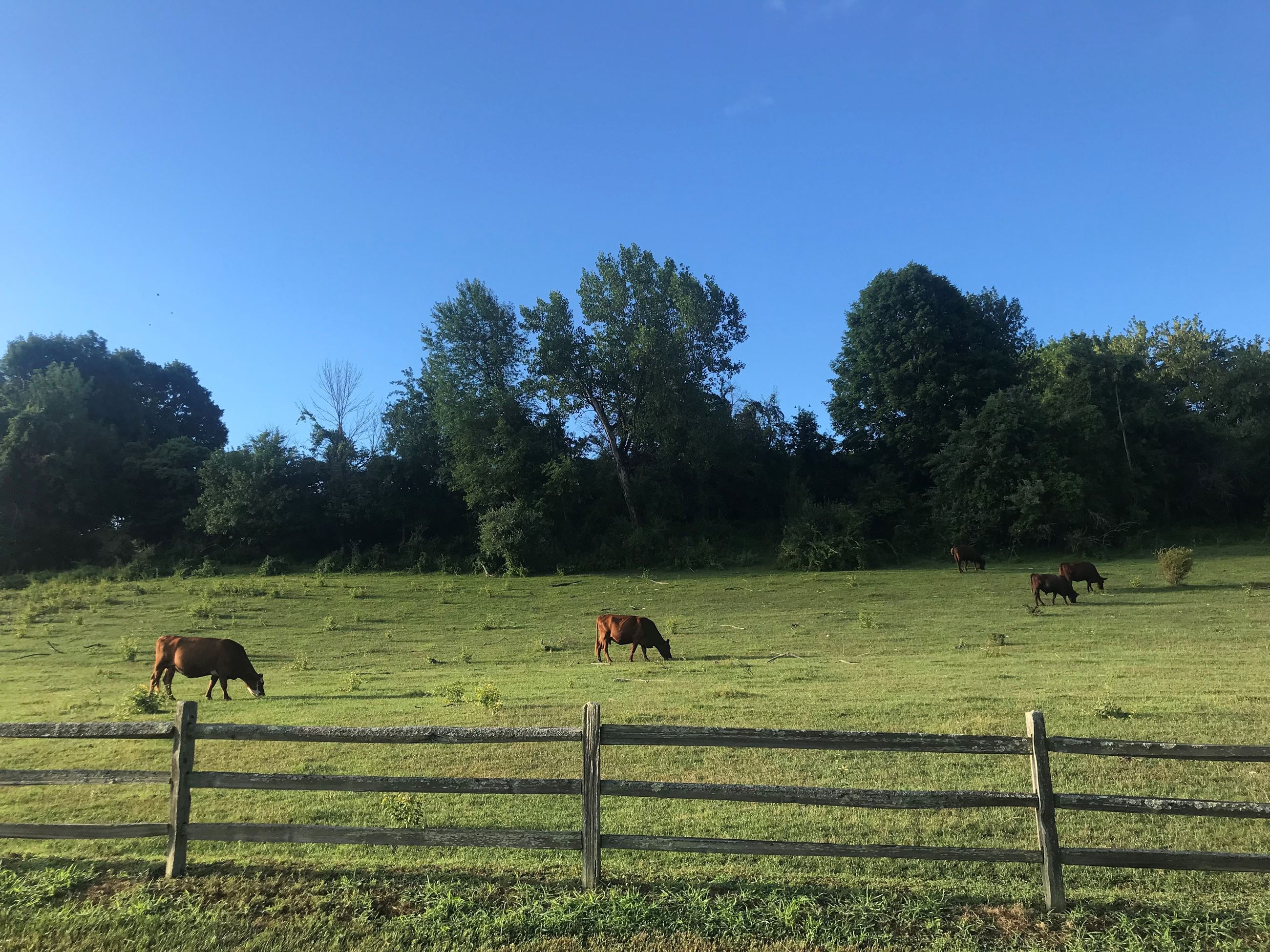 North Road Cows #2 by Kim Reese