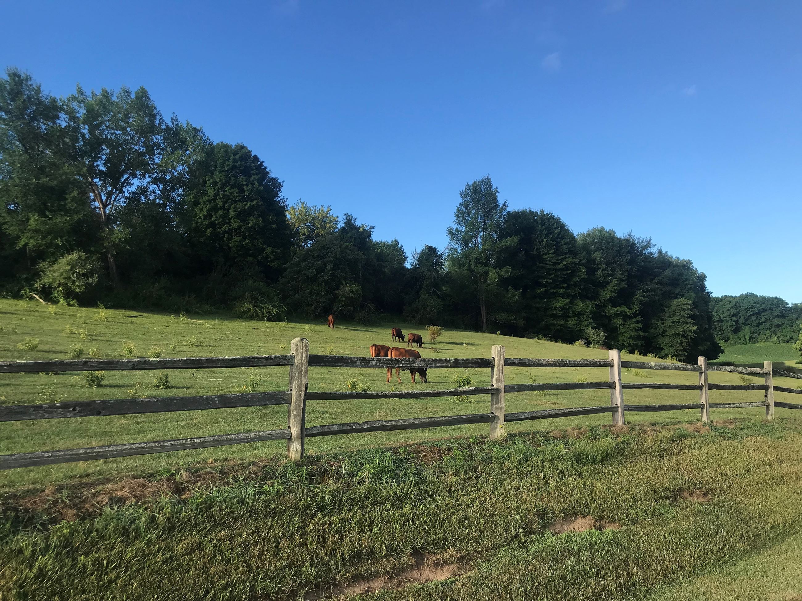 North Road Cows by Kim Reese