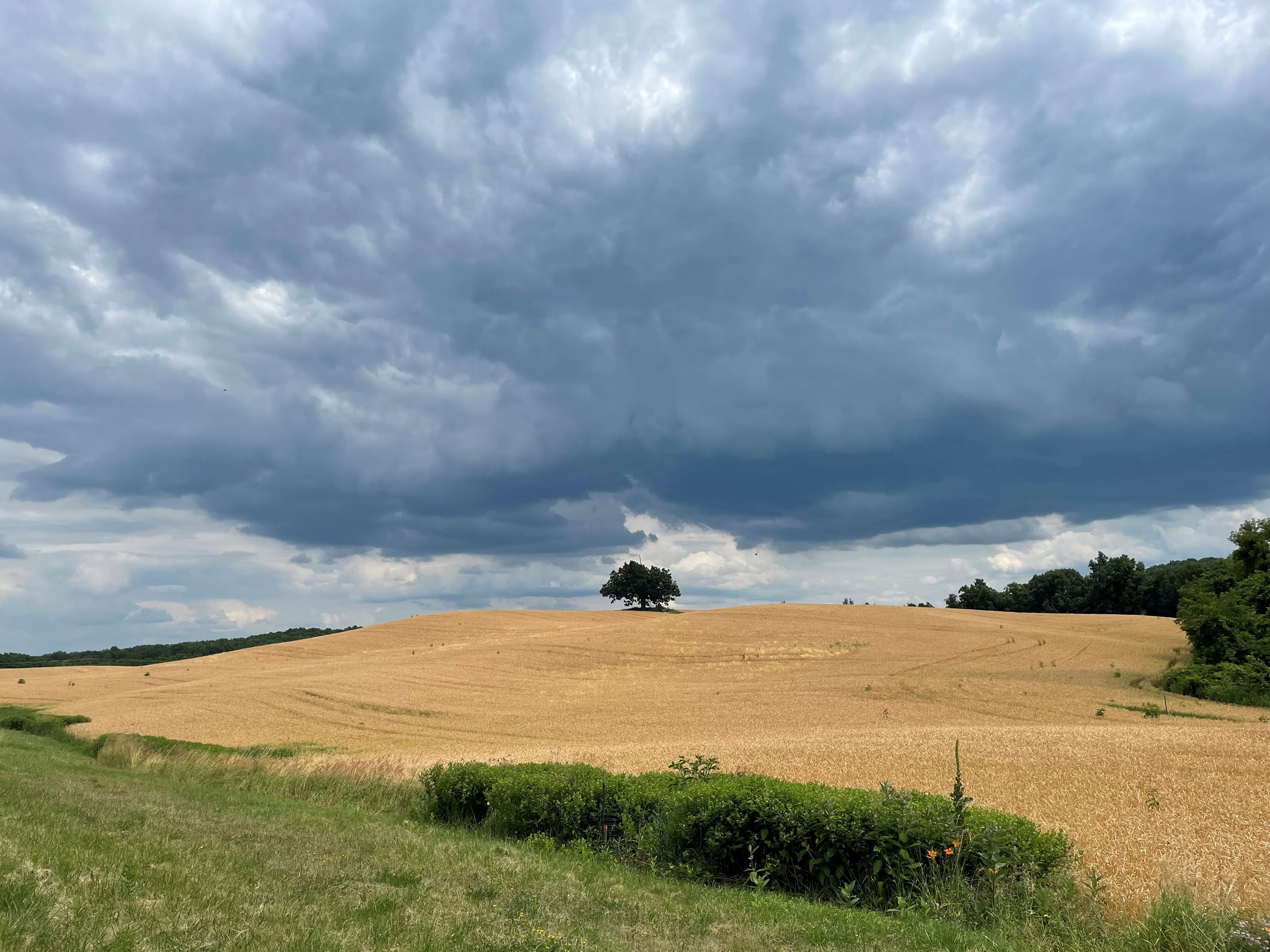 Lone Tree in Field Summertime by Suzy Mandrino