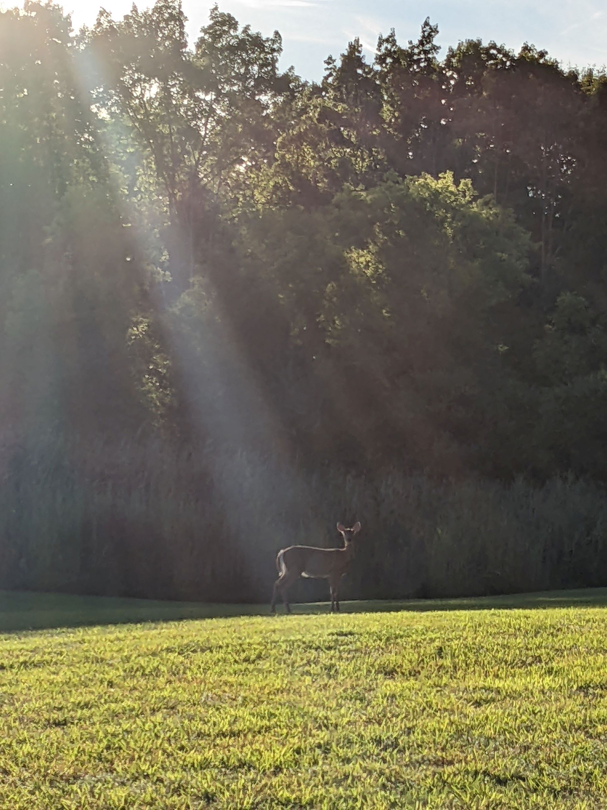 Kassandra Doyle, Deer in Lehigh Crossing Park, sun shining through trees