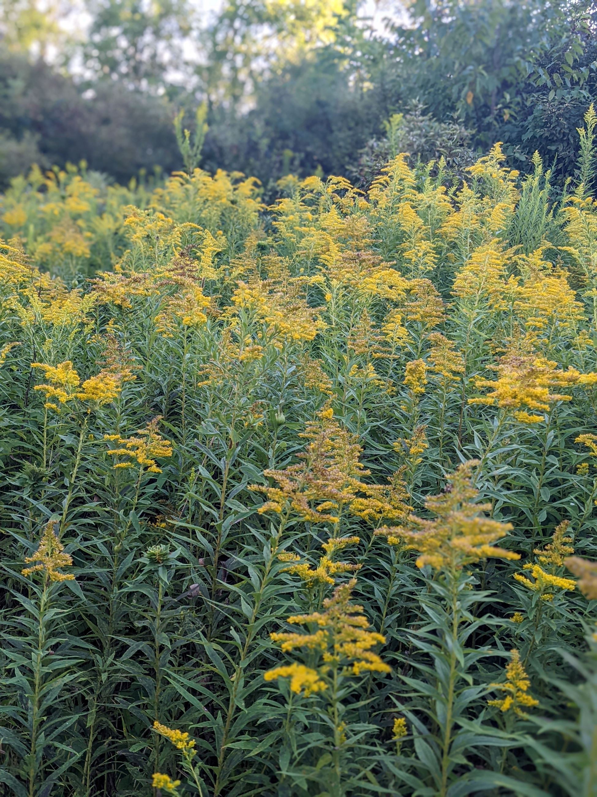 Kassandra Doyle, Goldenrod on Lehigh Valley Trail in Victor NY 2022