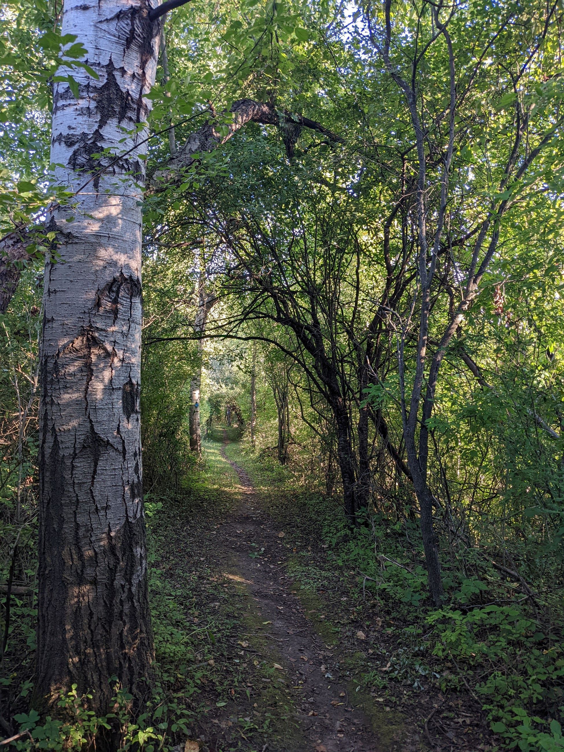 Kassandra Doyle, Lehigh Valley Trail, path through woods, Victor NY 2022