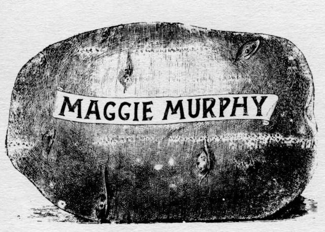 Drawing of Potato with words Maggie Murphy printed on side